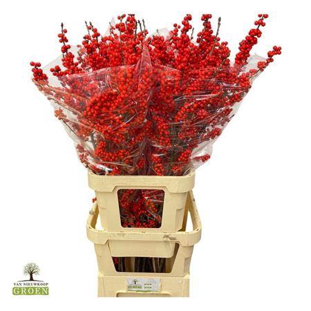 <h4>Ilex Ve Rode Bes</h4>