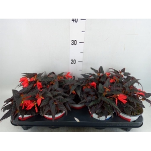 Begonia boliv. 'Encanto Red'