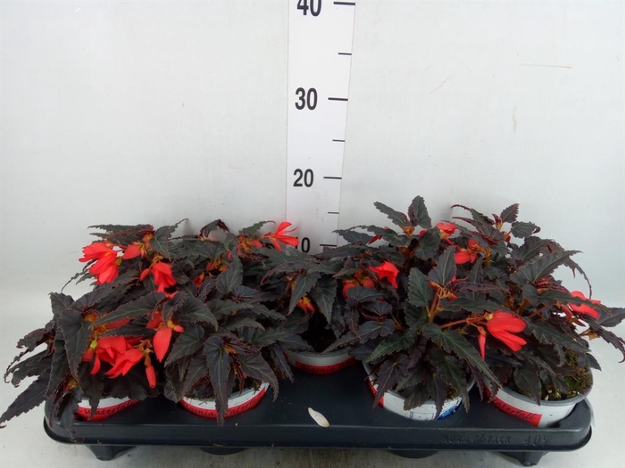 <h4>Begonia boliv. 'Encanto Red'</h4>