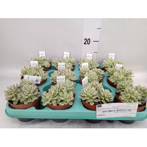 Sedum rubrotinctum 'Aurora'