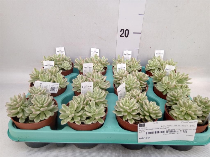 <h4>Sedum rubrotinctum 'Aurora'</h4>