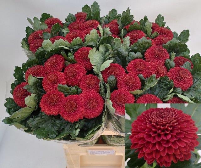 <h4>Chrys 1d Kiev</h4>