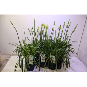 Agapa Amourette S White