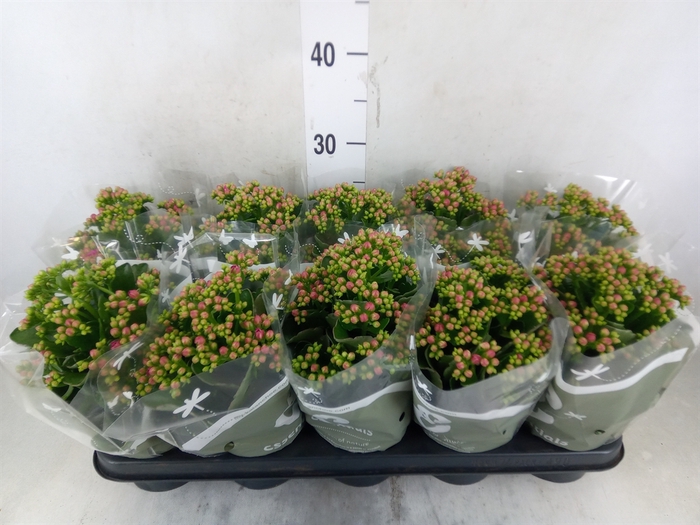 <h4>Kalanchoe   ...</h4>