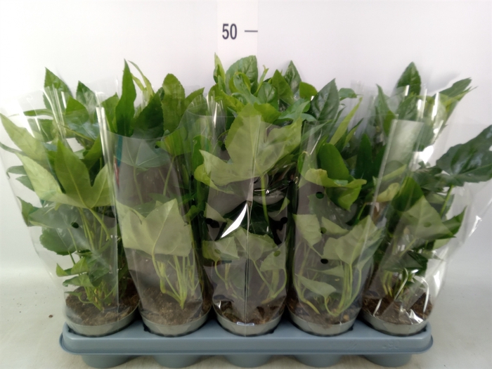 <h4>Fatsia japonica   ...</h4>