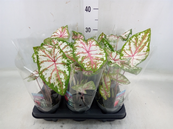 <h4>Caladium   ...</h4>