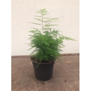 ASPARAGUS DENSIFLORUS p12