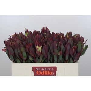 Leucadendron Senorita
