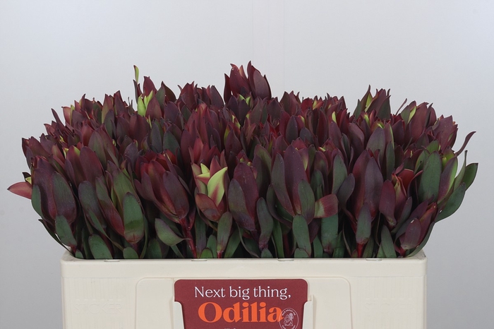 Leucadendron Senorita