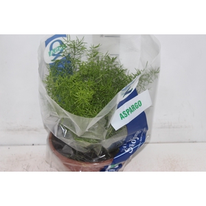 ASPARGO ALFINETE C21