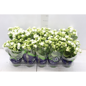 KALANCHOE DOBRADO P11 BRANCO