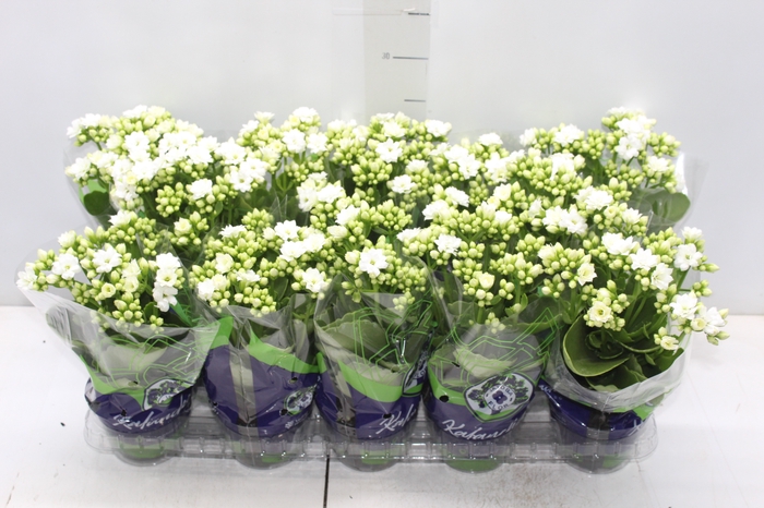 <h4>KALANCHOE DOBRADO P11 BRANCO</h4>