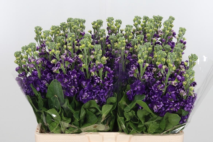 <h4>Matthiola Debora Purple</h4>