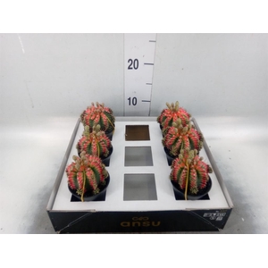 Gymnocalycium mihanov. 'Japan'  mix