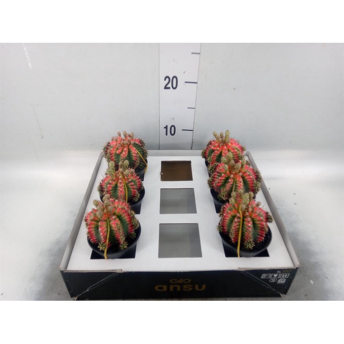 <h4>Gymnocalycium mihanov. 'Japan'  mix</h4>