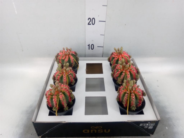 Gymnocalycium mihanov. 'Japan'  mix