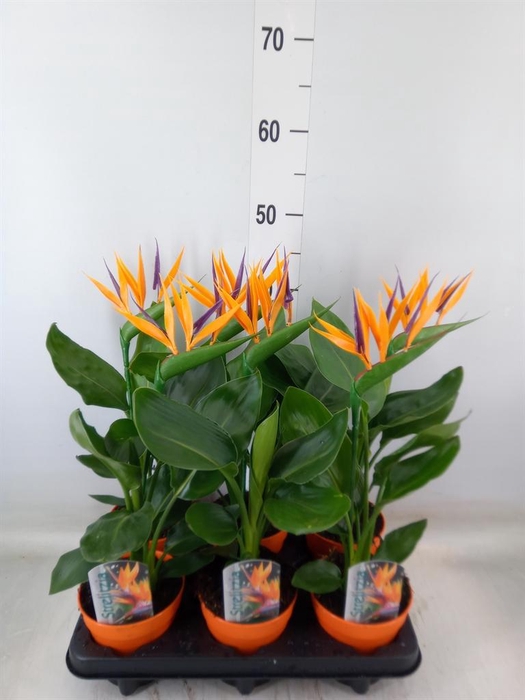 <h4>Arr. Strelitzia L%</h4>