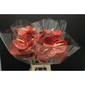 Anthurium Calisto