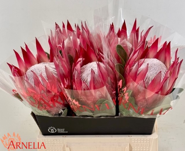 <h4>Protea Cynaroides 'madiba'</h4>