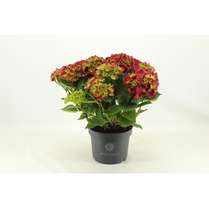 Hydrangea Hi Fire