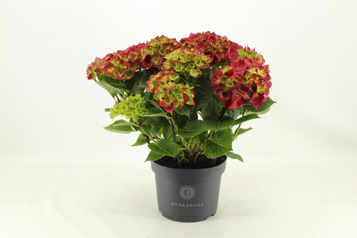 <h4>Hydrangea Hi Fire</h4>