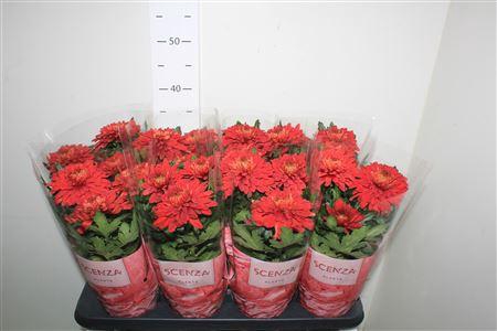 <h4>Picea Gl Perfecta</h4>