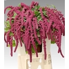 Amaranthus Caudatus Rosary