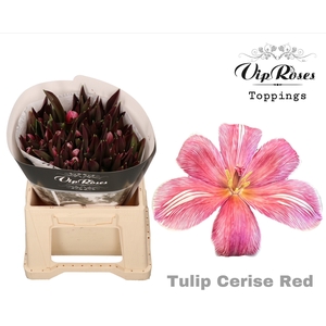 TU EN RV CERISE RED