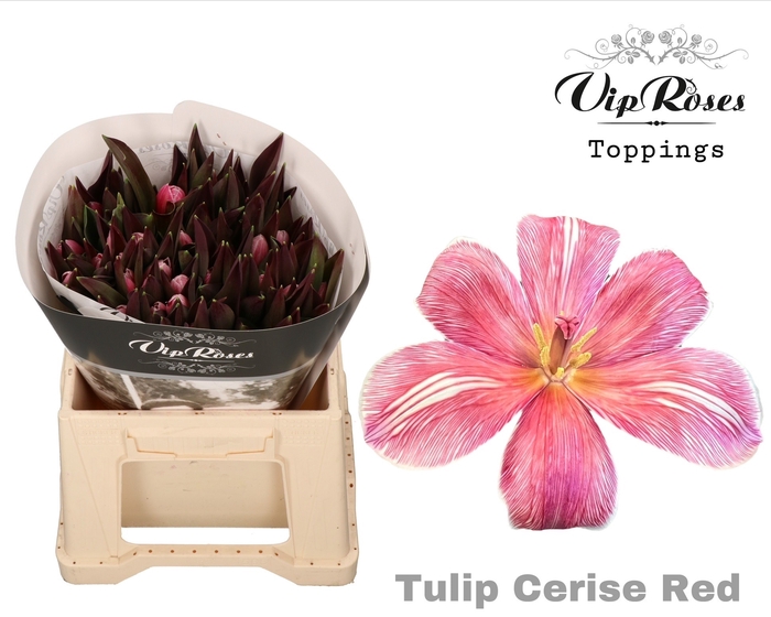 <h4>TU EN RV CERISE RED</h4>