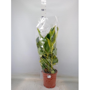 Alpinia zerumbet 'Variegata'