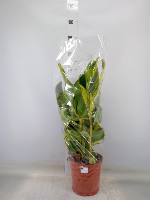 <h4>Alpinia zerumbet 'Variegata'</h4>