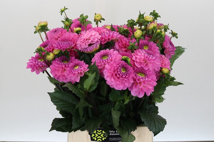 Dahlia BA 'Dark Wizard'