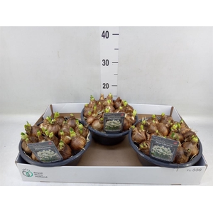 Narcissus DU 'Bridal Crown'