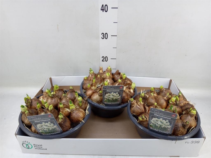 <h4>Narcissus DU 'Bridal Crown'</h4>