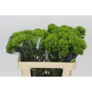 Dianthus Br Kiwi Mellow