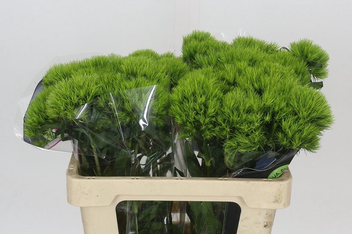 Dianthus Br Kiwi Mellow