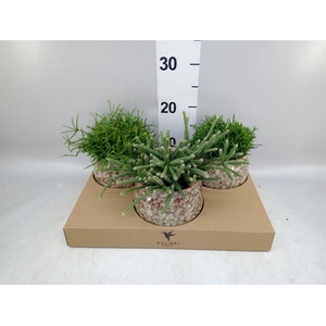 Rhipsalis   ...mix