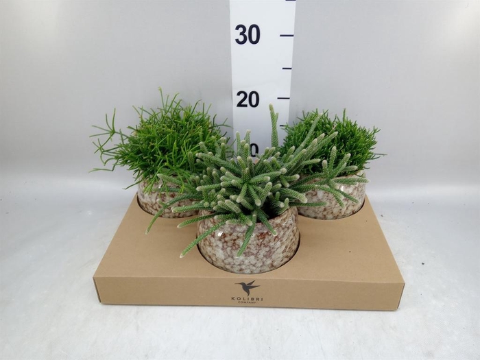 <h4>Rhipsalis ...mix</h4>