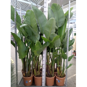 Strelitzia nicolai