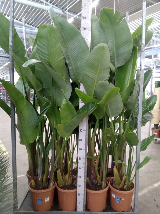 <h4>Strelitzia nicolai</h4>
