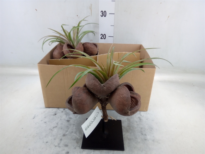 <h4>Arr.  Tillandsia H%</h4>