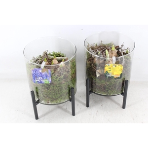 arr4 Bollenmix MB - Glas op met. standaard