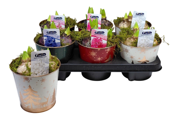 <h4>ARR HYACINTH</h4>