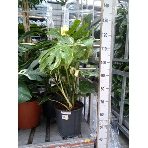 Monstera delic. 'Thai Constellatio'