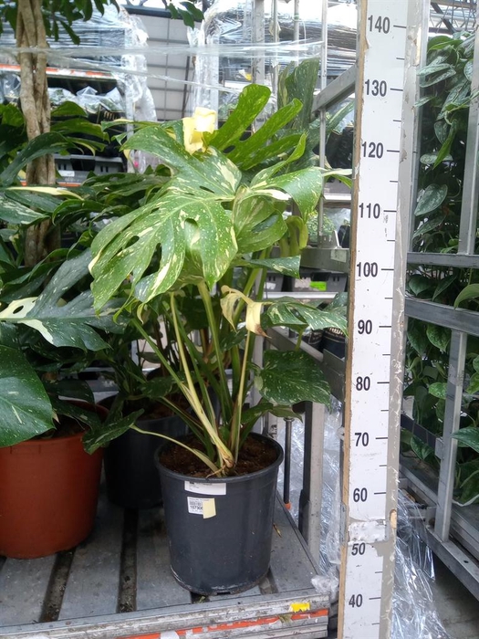 <h4>Monstera delic. 'Thai Constellatio'</h4>