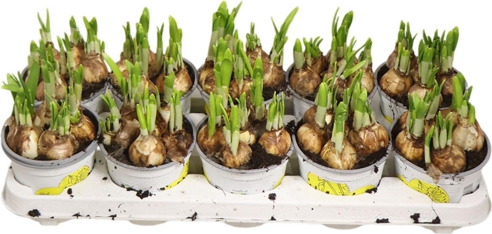 <h4>Narc O Tete A Tete</h4>