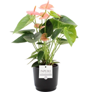 Anthurium 12 cm Spirit in Pure Liv ceramics