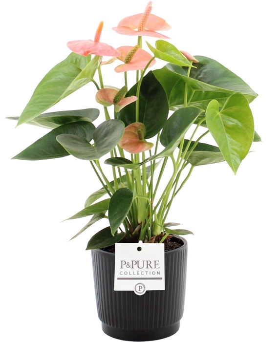 <h4>Anthurium 12 cm Spirit in Pure Liv ceramics</h4>