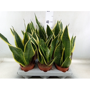 Sansevieria trifa. 'Futura Superba'