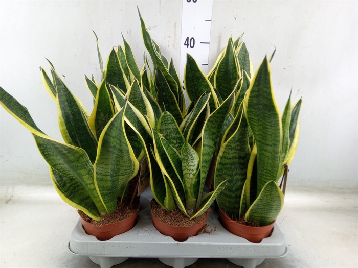 <h4>Sansevieria trifa. 'Futura Superba'</h4>